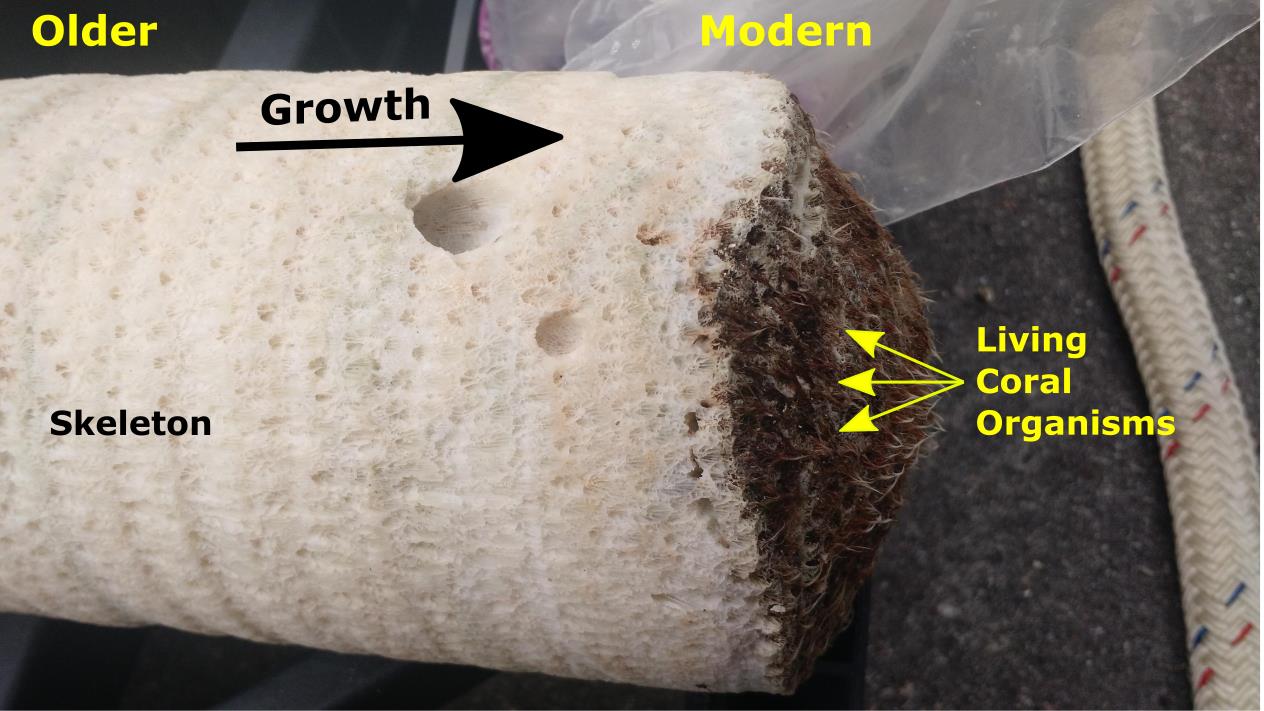 Coral Diagram